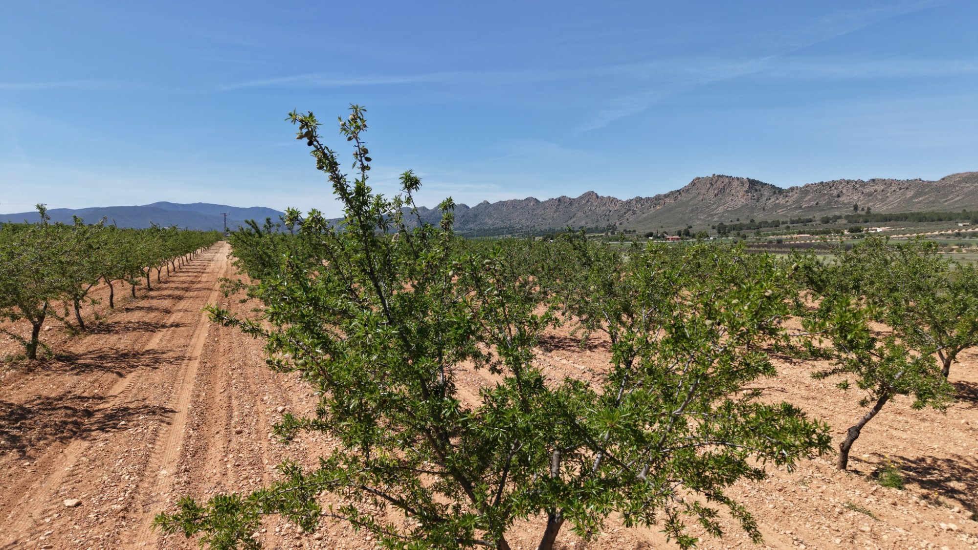 Land In Yecla, Spain (38.802 M² Plot)