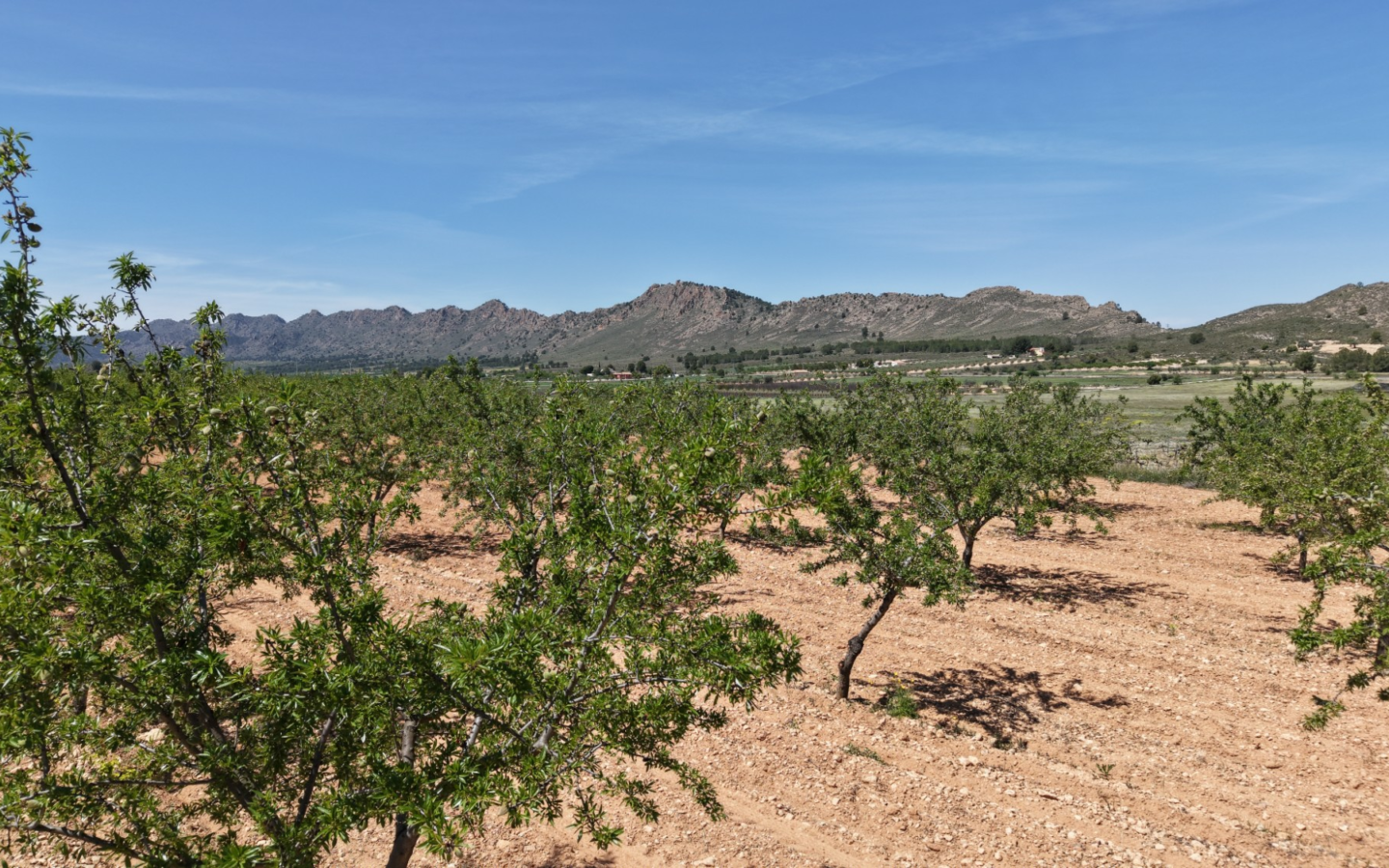 Land In Yecla, Spain (38.802 M² Plot)