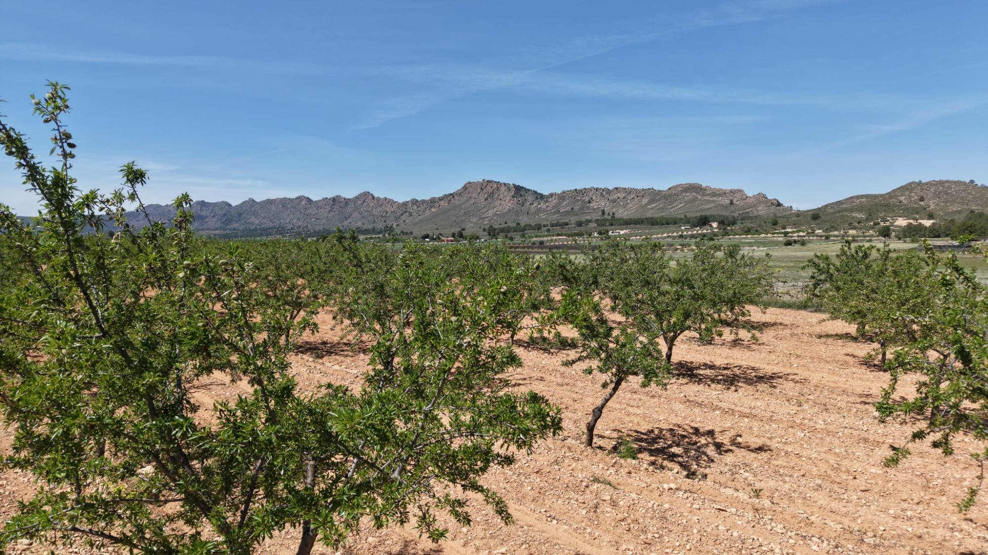 Land In Yecla, Spain (38.802 M² Plot)
