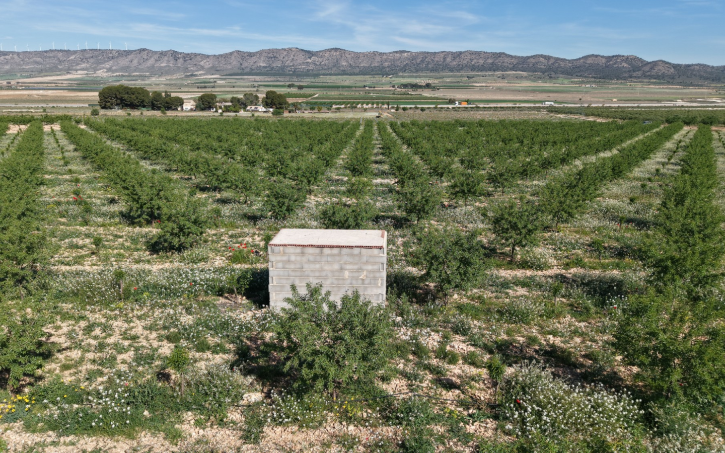 Land In Yecla, Spain (21.625 M² Plot)