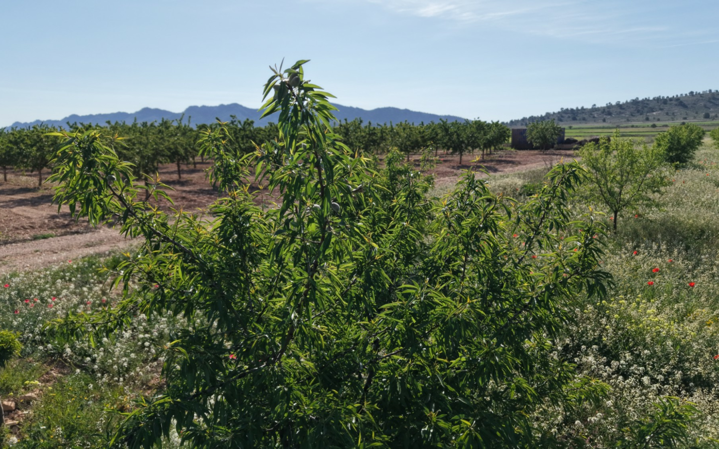 Land In Yecla, Spain (21.625 M² Plot)