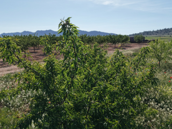 Land In Yecla, Spain (21.625 M² Plot)