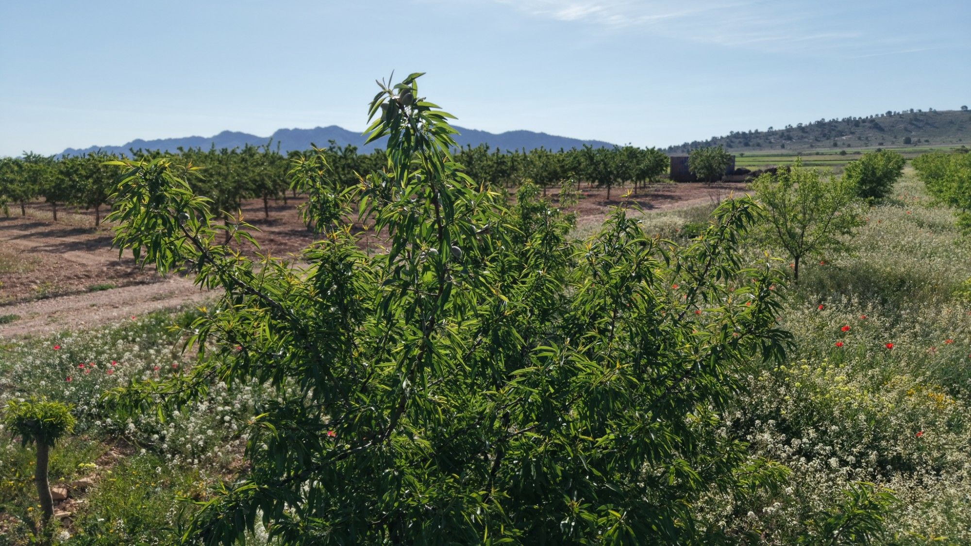 Land In Yecla, Spain (21.625 M² Plot)