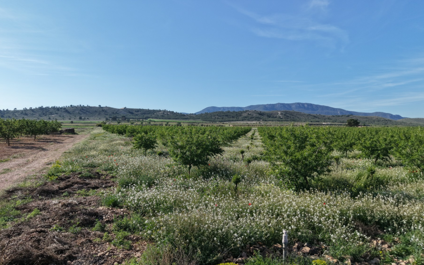 Land In Yecla, Spain (21.625 M² Plot)