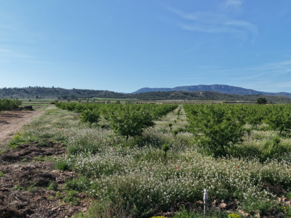 Land In Yecla, Spain (21.625 M² Plot)
