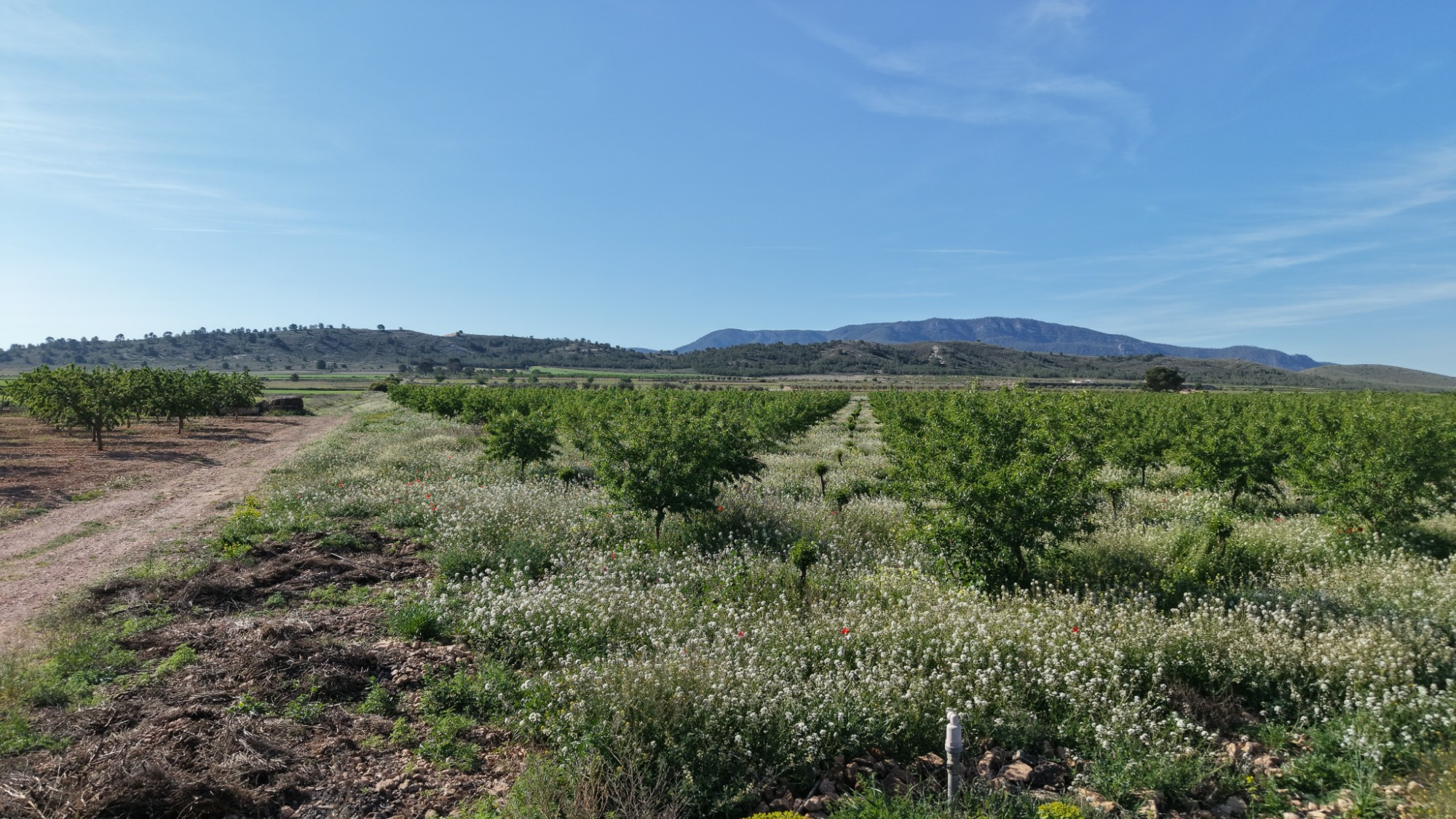 Land In Yecla, Spain (21.625 M² Plot)