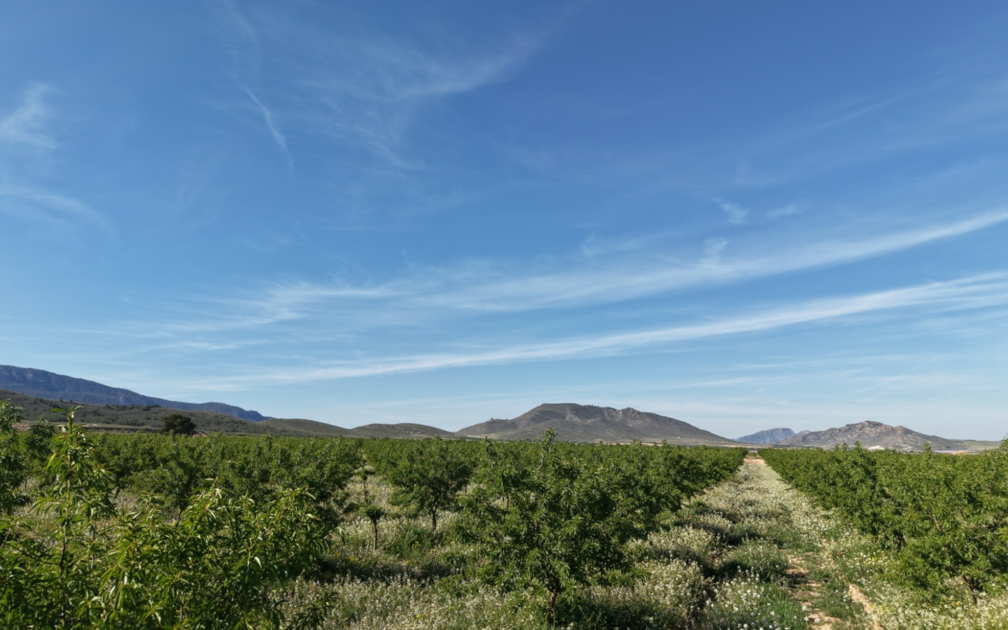 Land In Yecla, Spain (21.625 M² Plot)