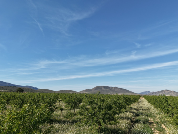 Land In Yecla, Spain (21.625 M² Plot)