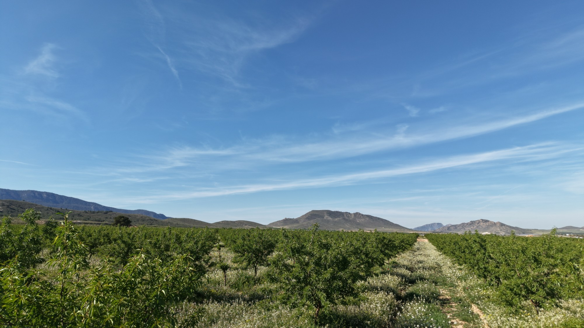 Land In Yecla, Spain (21.625 M² Plot)