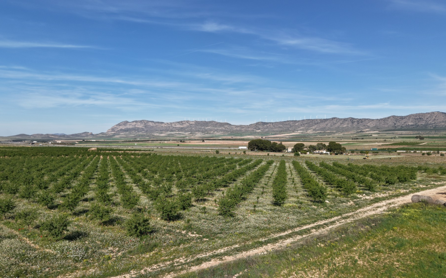 Land In Yecla, Spain (21.625 M² Plot)