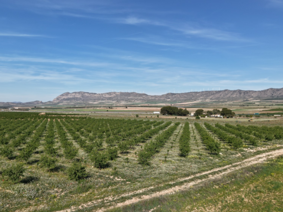 Land In Yecla, Spain (21.625 M² Plot)
