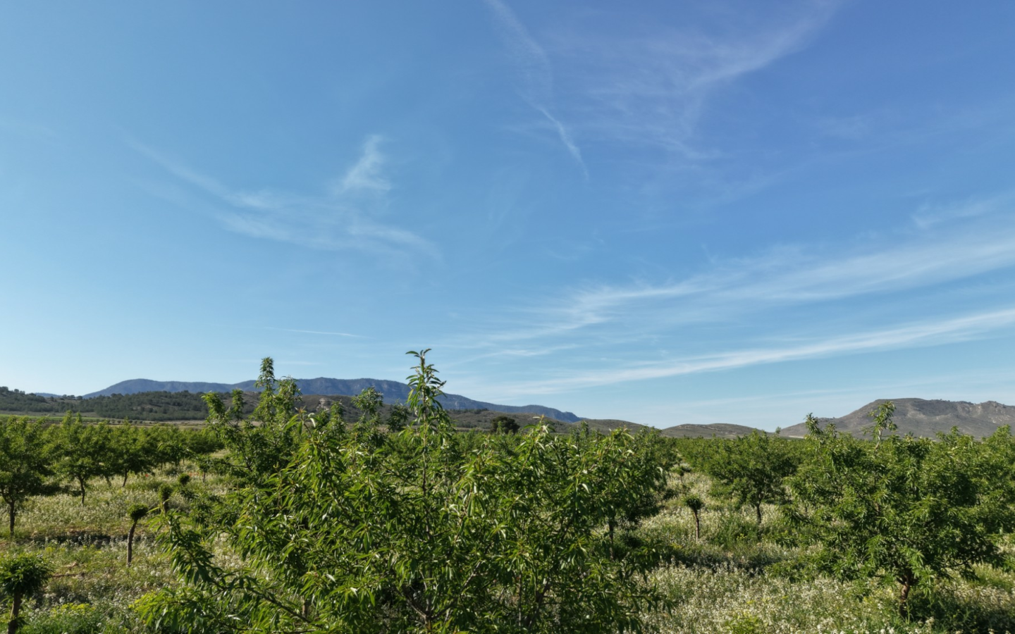 Land In Yecla, Spain (21.625 M² Plot)