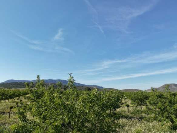 Land In Yecla, Spain (21.625 M² Plot)