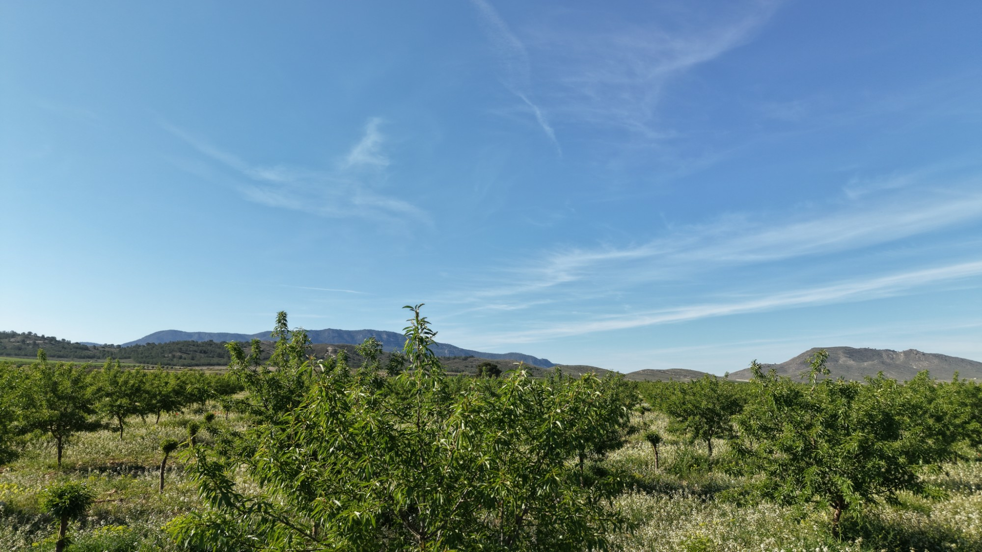 Land In Yecla, Spain (21.625 M² Plot)