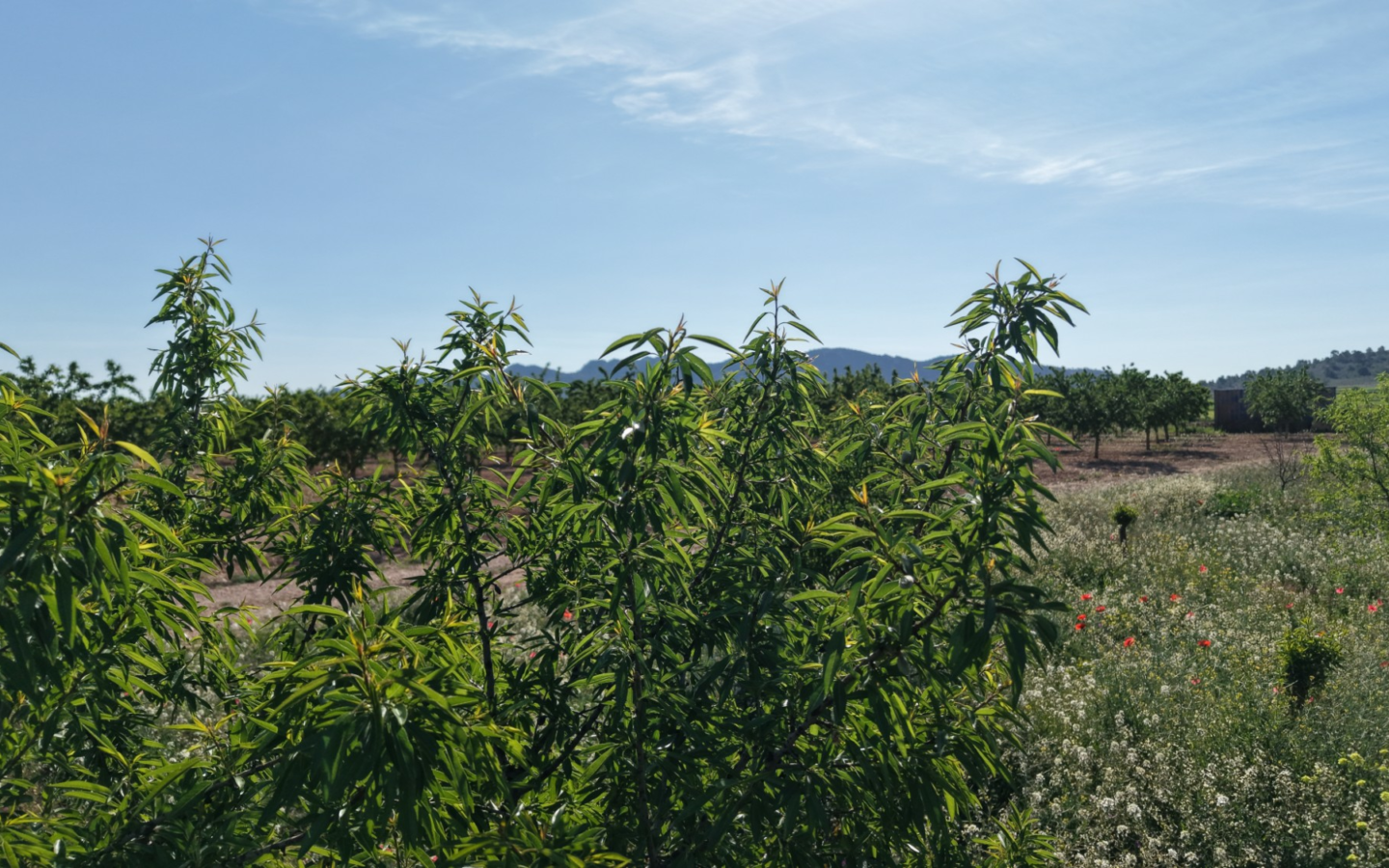 Land In Yecla, Spain (21.625 M² Plot)