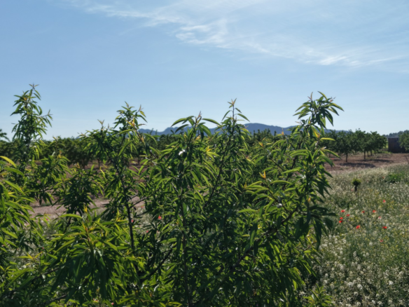 Land In Yecla, Spain (21.625 M² Plot)