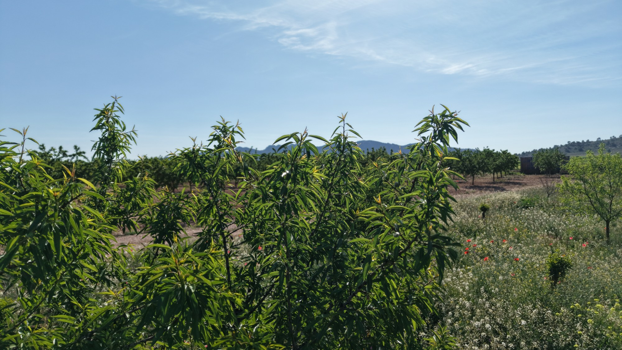 Land In Yecla, Spain (21.625 M² Plot)
