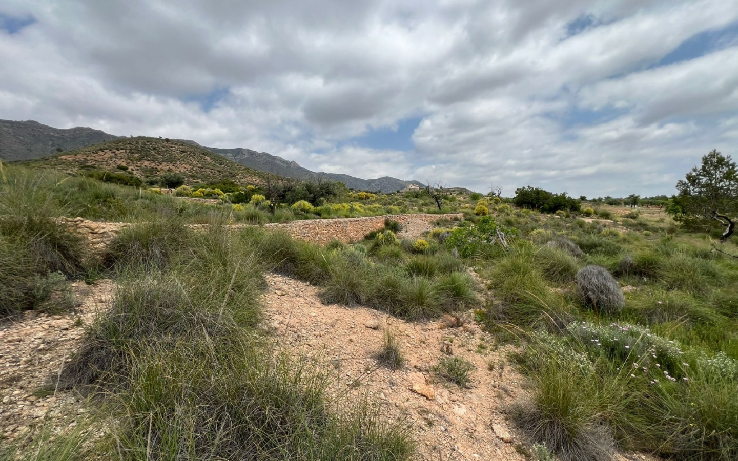 Land In Hondón De Las Nieves, Spain (10.080 M² Plot)