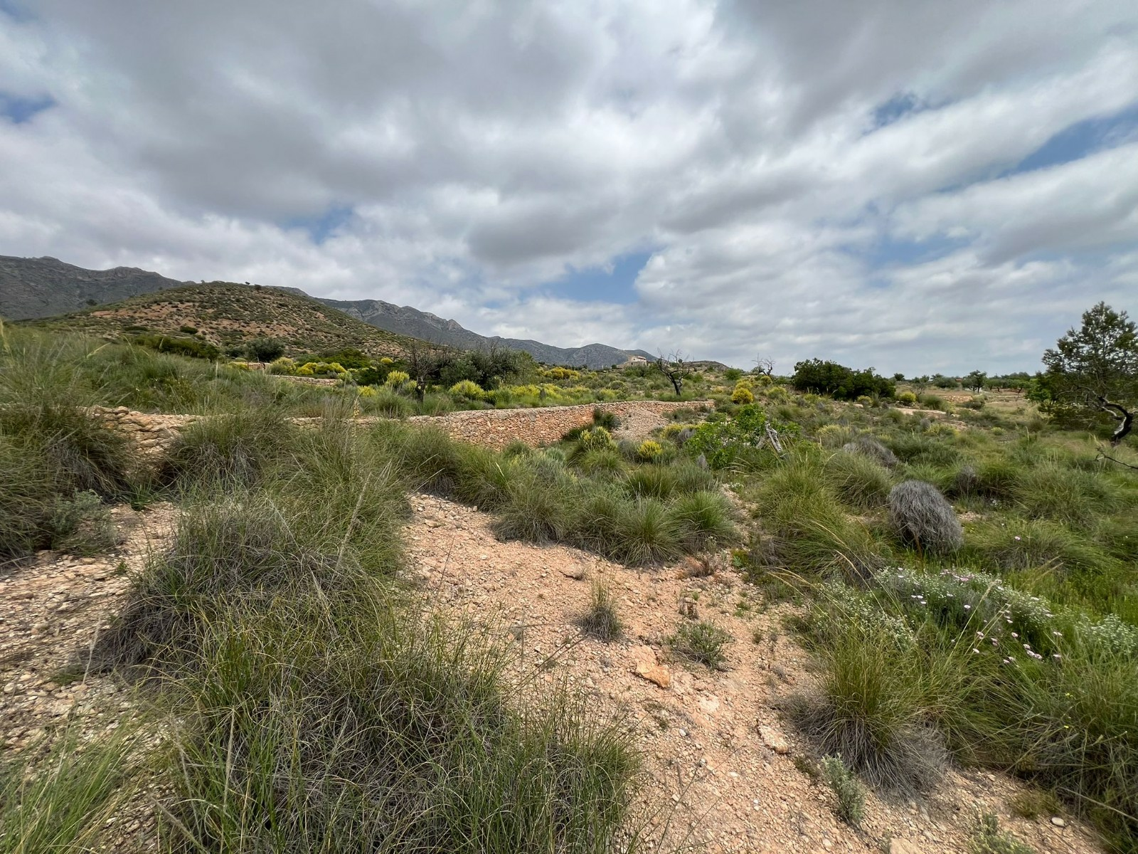 Land In Hondón De Las Nieves, Spain (10.080 M² Plot)