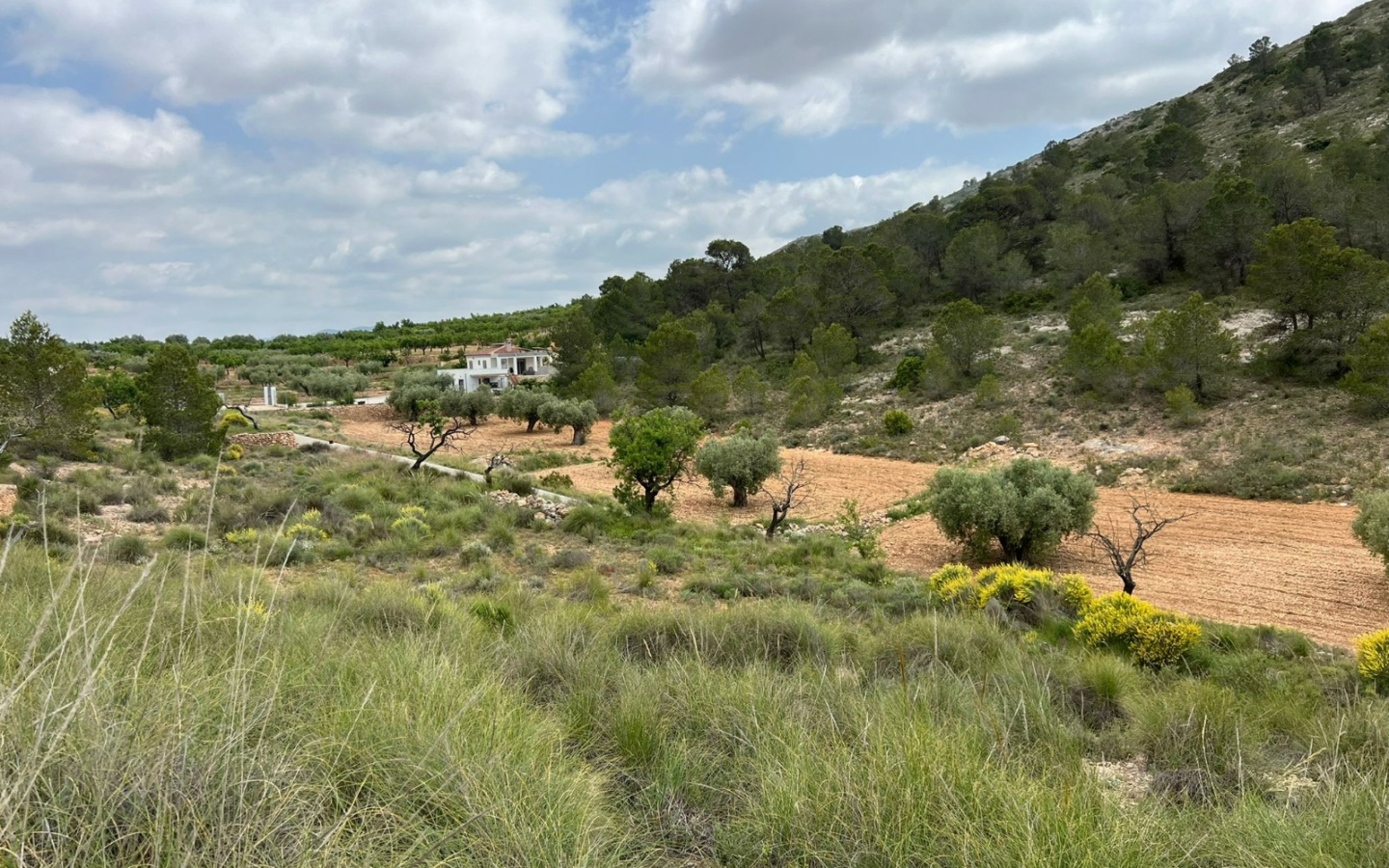 Land In Hondón De Las Nieves, Spain (10.080 M² Plot)