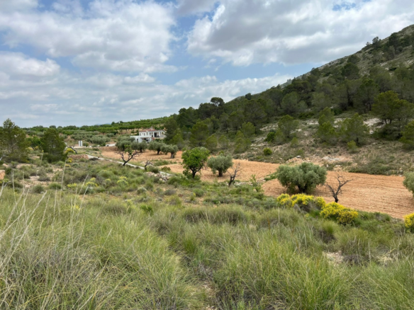 Land In Hondón De Las Nieves, Spain (10.080 M² Plot)