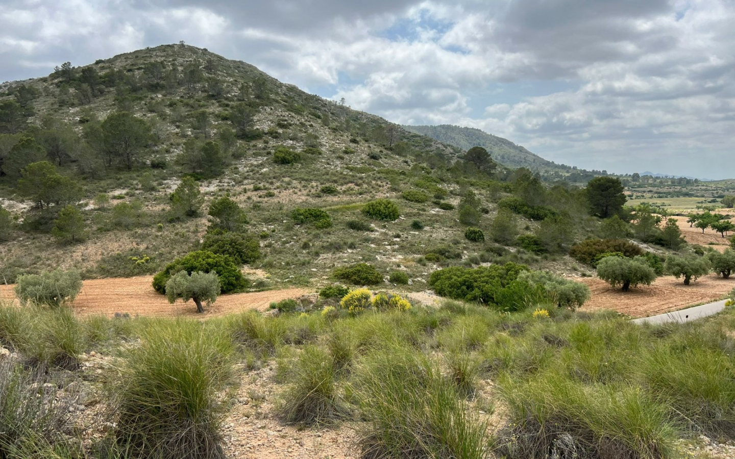Land In Hondón De Las Nieves, Spain (10.080 M² Plot)