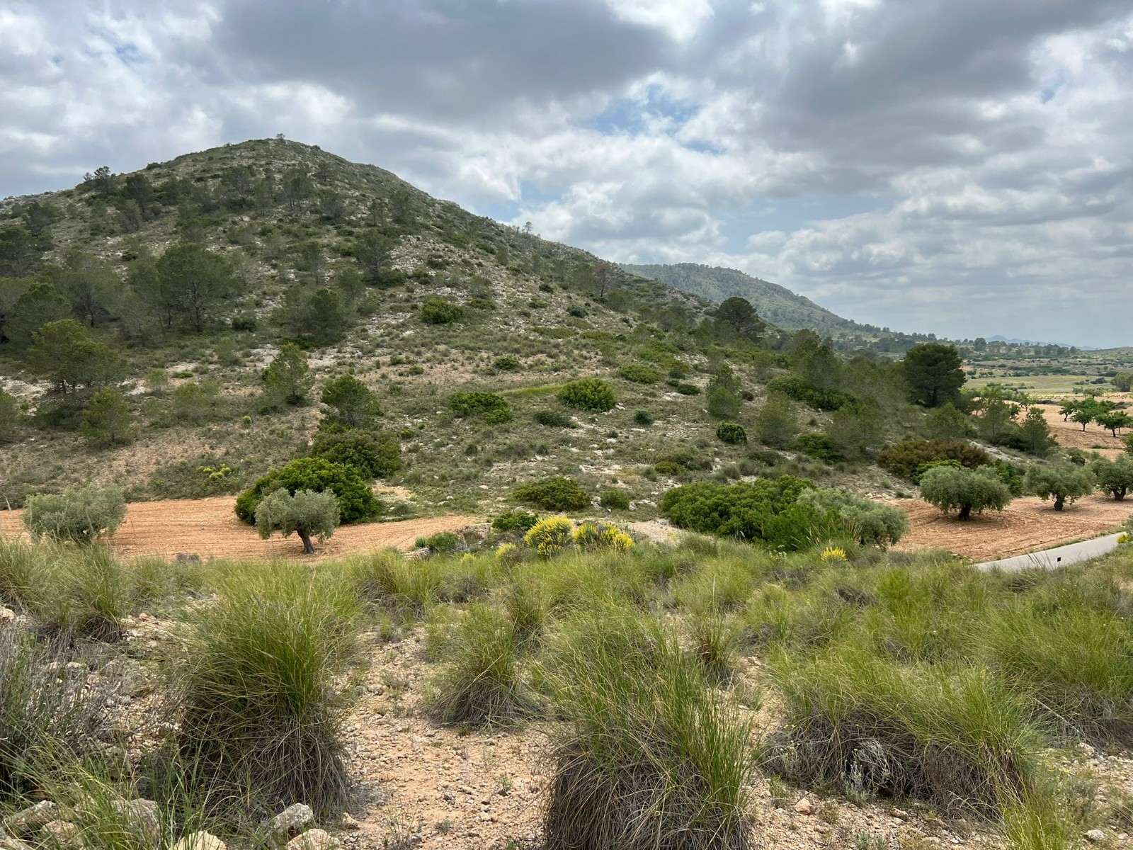 Land In Hondón De Las Nieves, Spain (10.080 M² Plot)