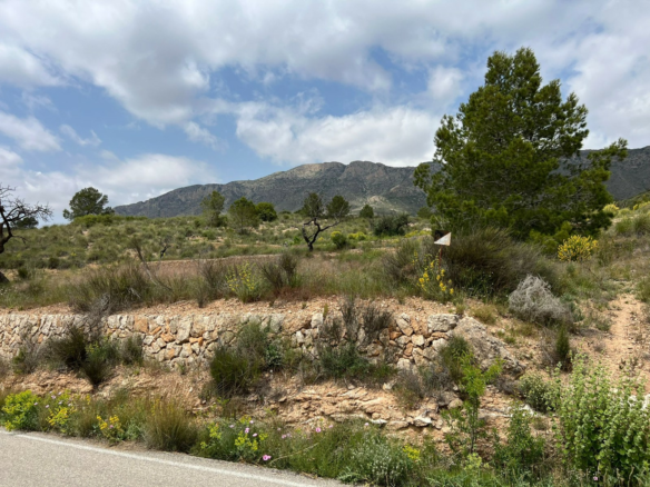 Land In Hondón De Las Nieves, Spain (10.080 M² Plot)