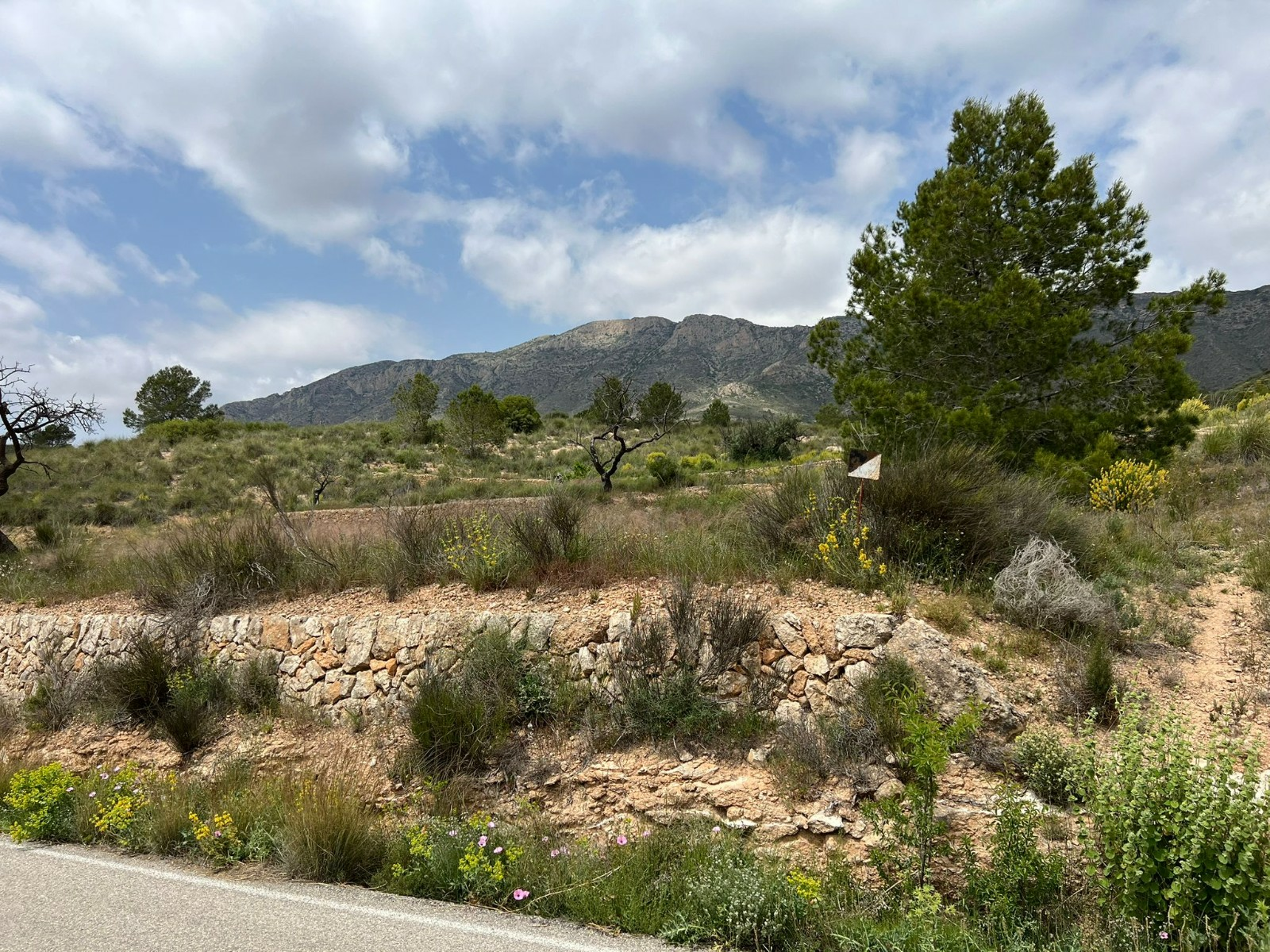 Land In Hondón De Las Nieves, Spain (10.080 M² Plot)