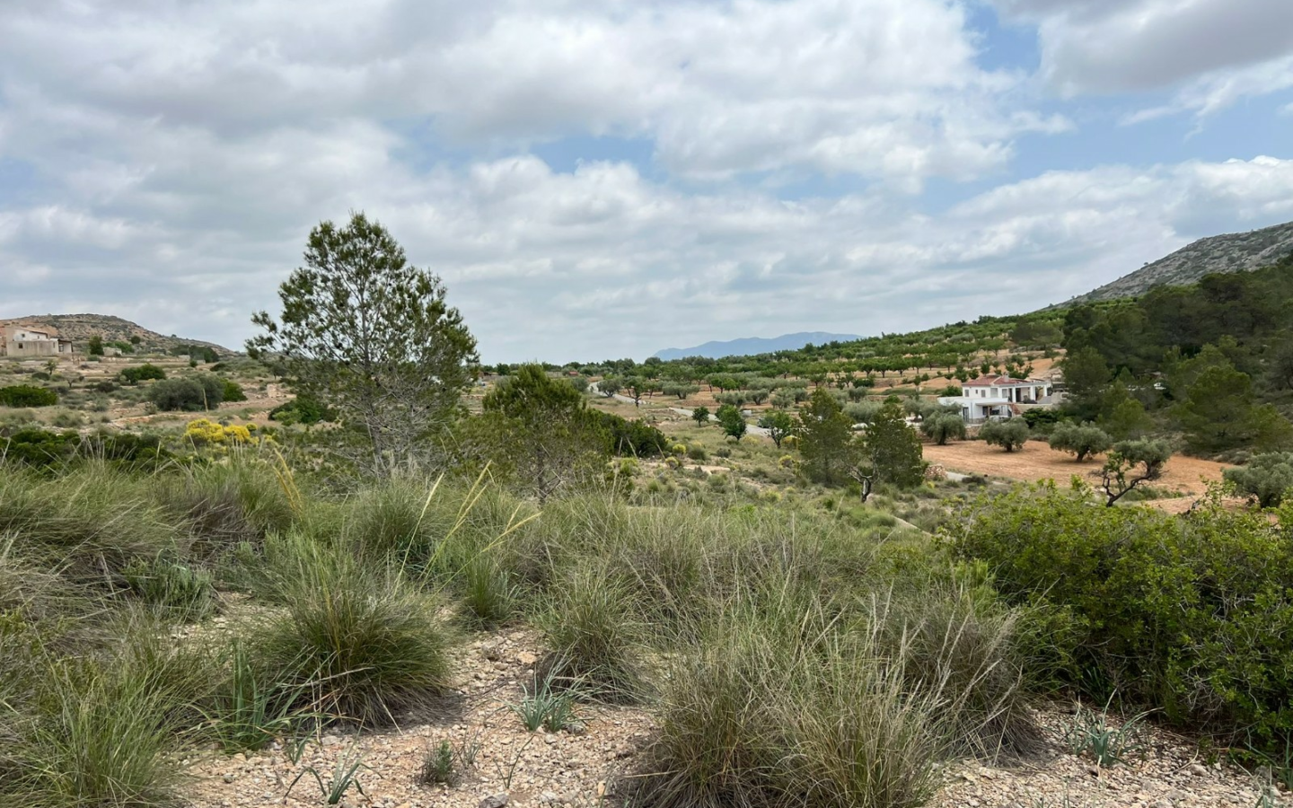 Land In Hondón De Las Nieves, Spain (10.080 M² Plot)