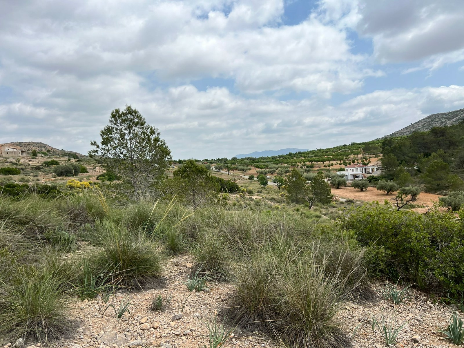 Land In Hondón De Las Nieves, Spain (10.080 M² Plot)