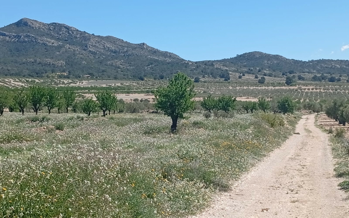 Land In Salinas, Spain (13.062 M² Plot)