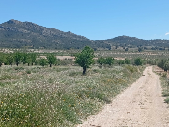 Land In Salinas, Spain (13.062 M² Plot)