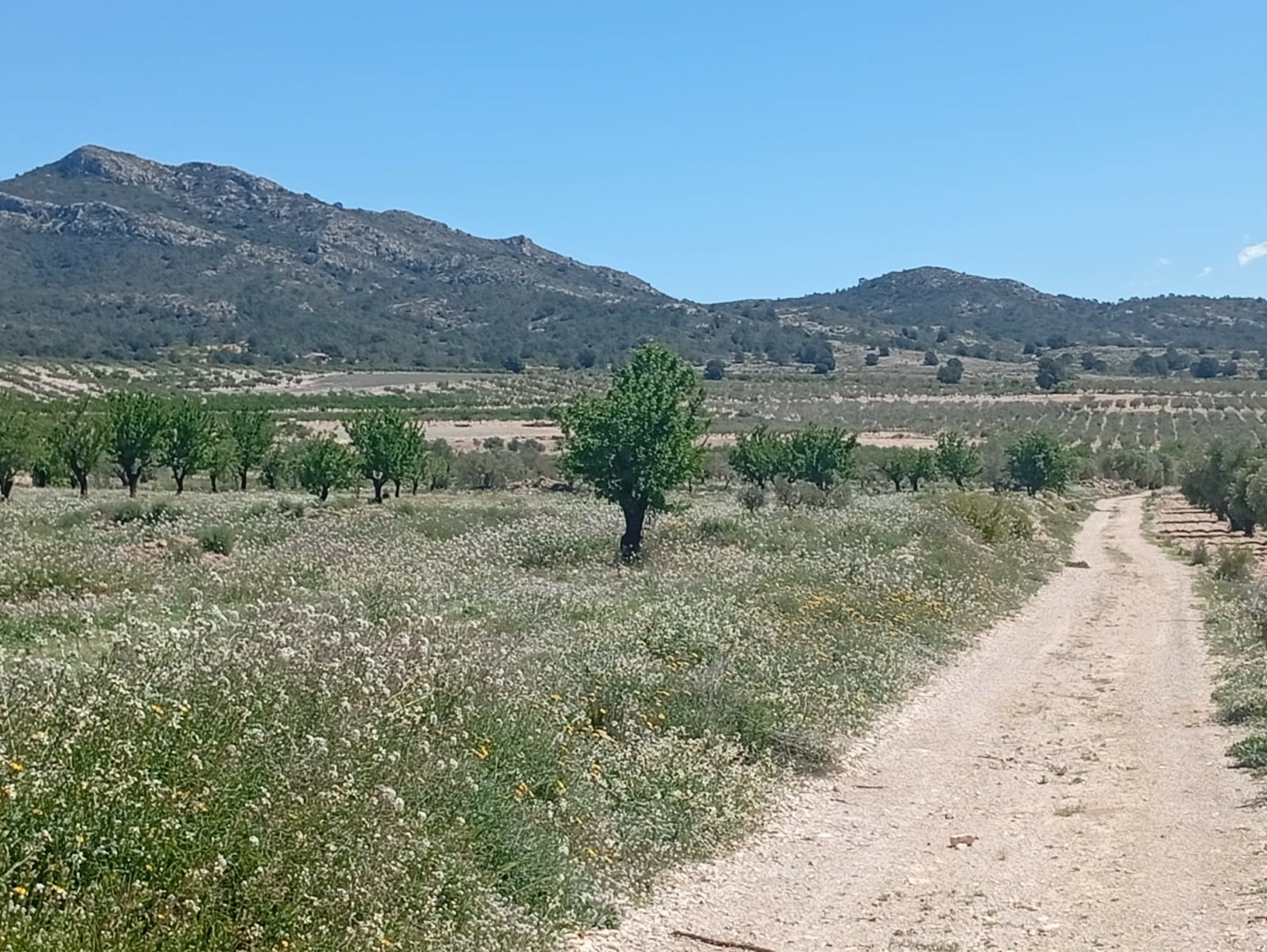 Land In Salinas, Spain (13.062 M² Plot)