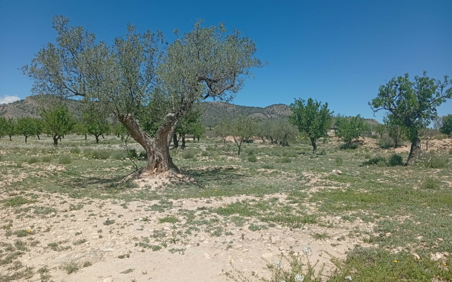 Land In Salinas, Spain (13.062 M² Plot)