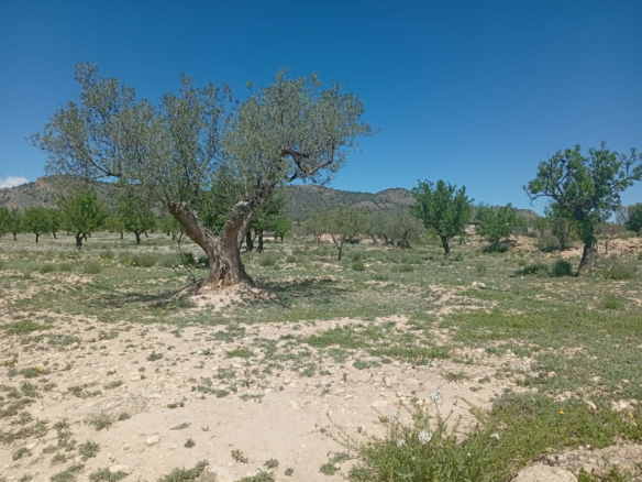 Land In Salinas, Spain (13.062 M² Plot)