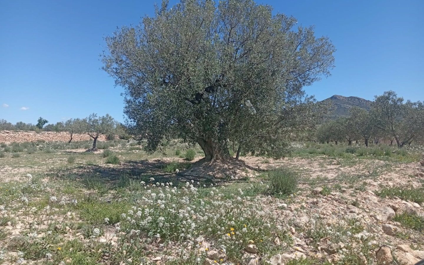 Land In Salinas, Spain (13.062 M² Plot)
