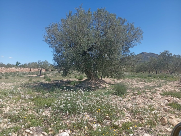 Land In Salinas, Spain (13.062 M² Plot)