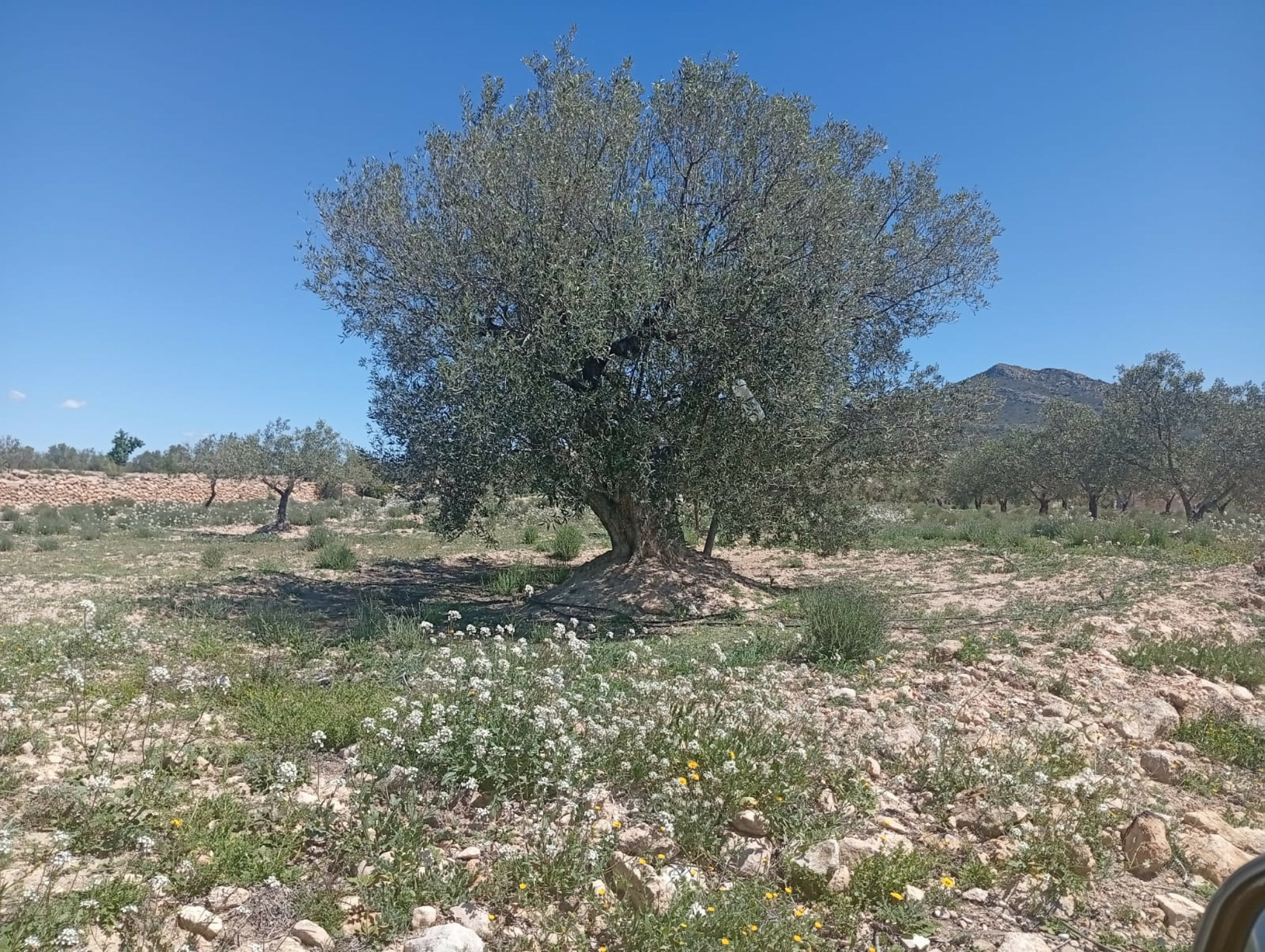 Land In Salinas, Spain (13.062 M² Plot)