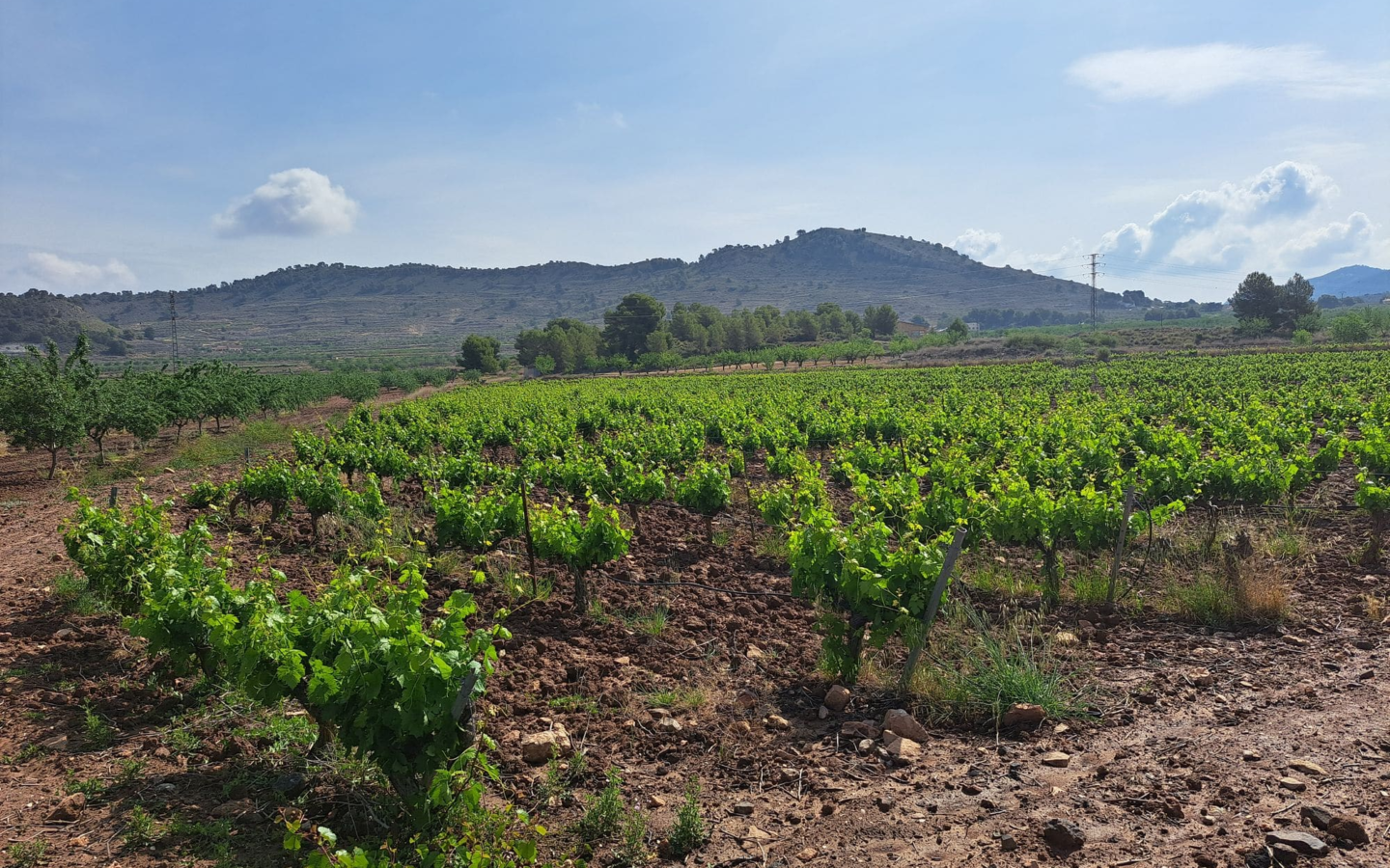 Land In Pinoso, Spain (17.568 M² Plot)