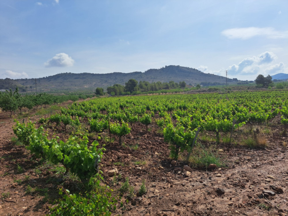 Land In Pinoso, Spain (17.568 M² Plot)