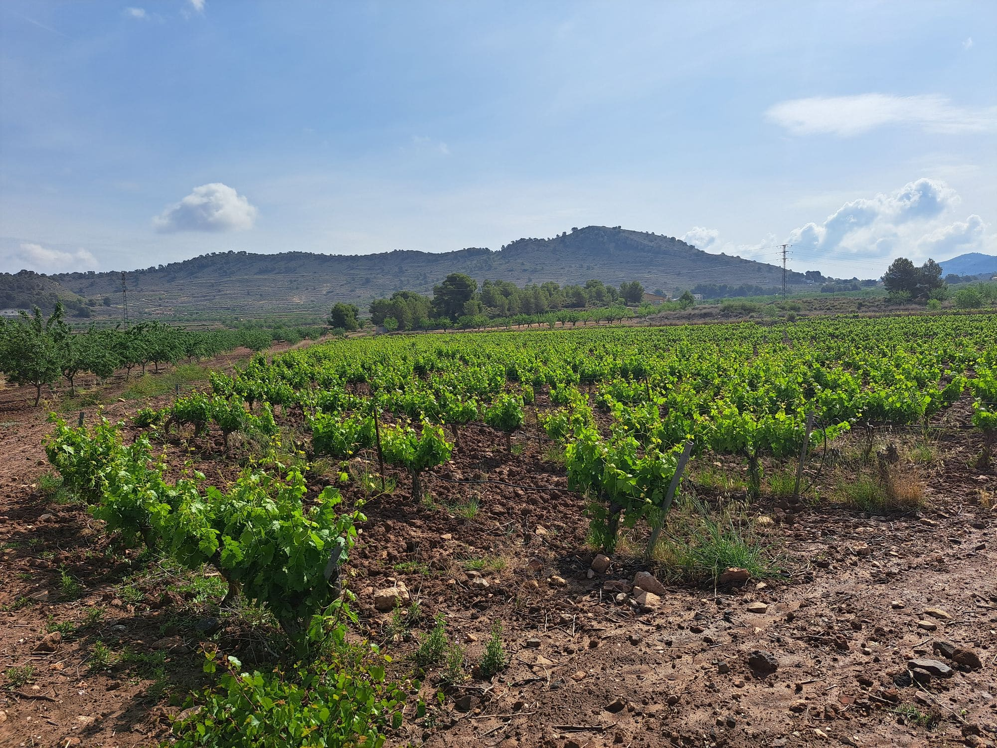 Land In Pinoso, Spain (17.568 M² Plot)