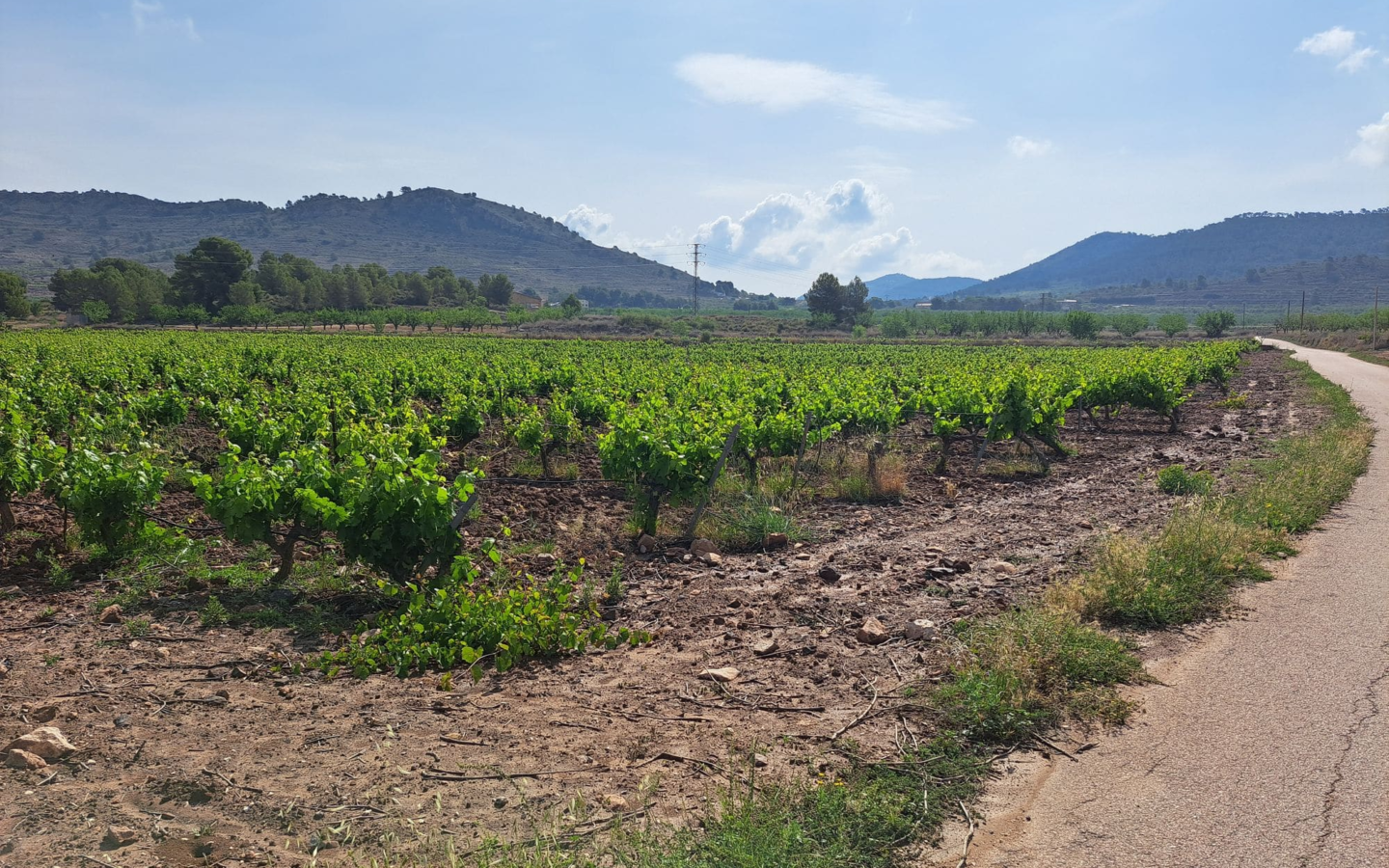Land In Pinoso, Spain (17.568 M² Plot)