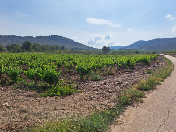 Land In Pinoso, Spain (17.568 M² Plot)