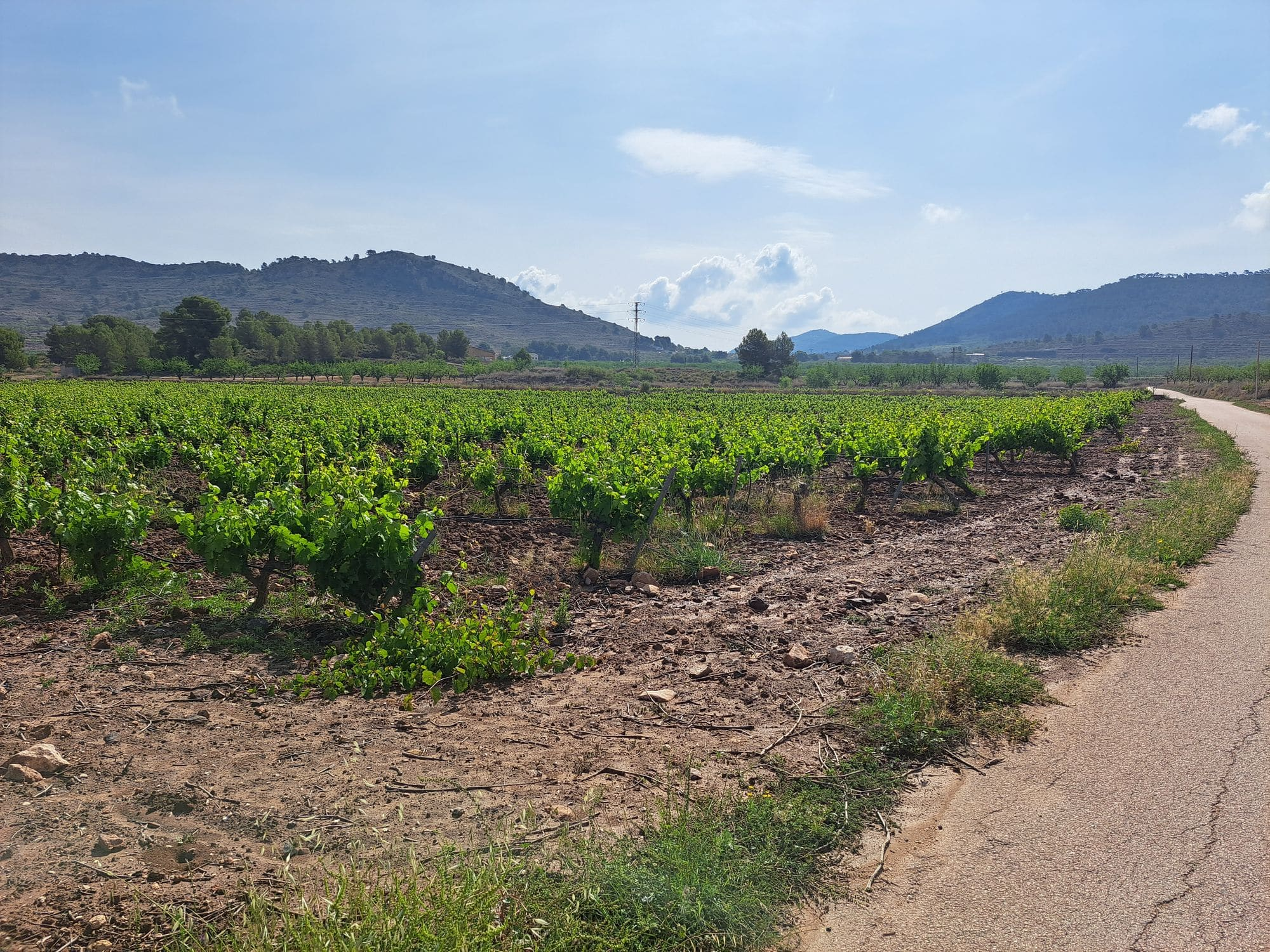 Land In Pinoso, Spain (17.568 M² Plot)