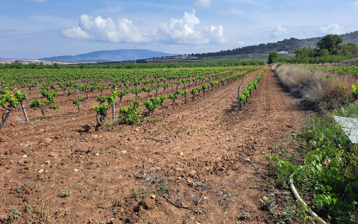 Land In Pinoso, Spain (17.568 M² Plot)
