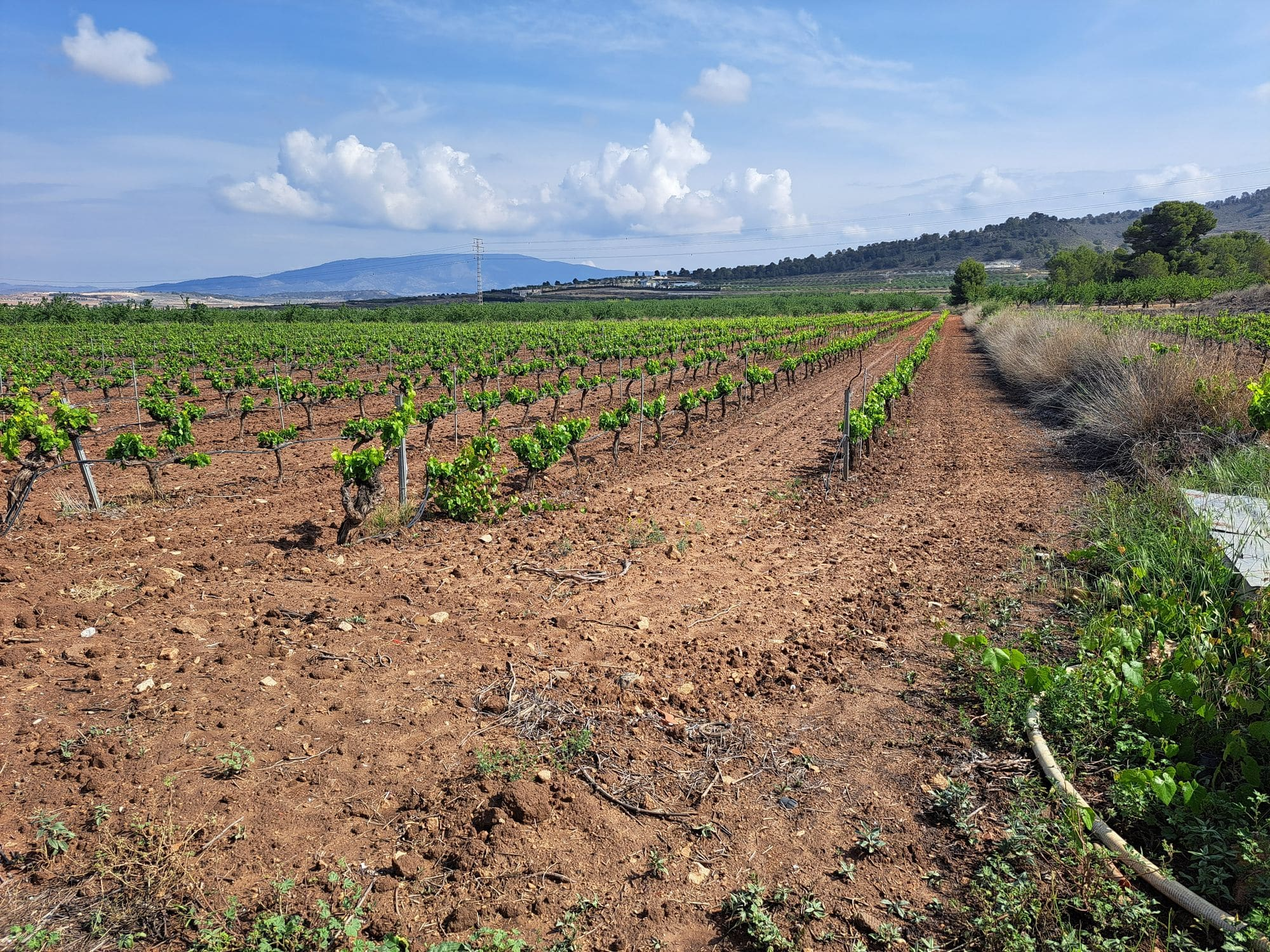Land In Pinoso, Spain (17.568 M² Plot)