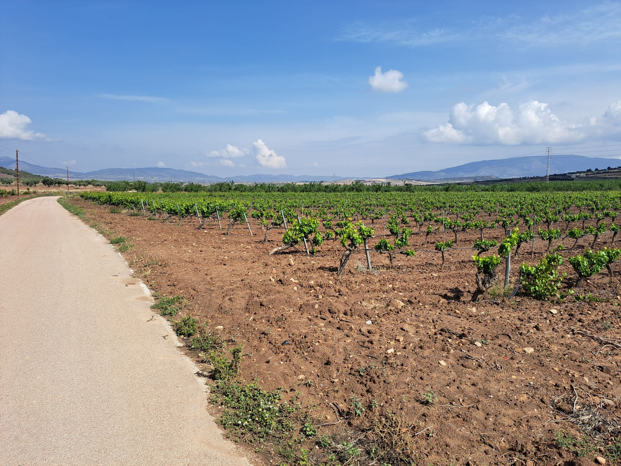 Land In Pinoso, Spain (17.568 M² Plot)