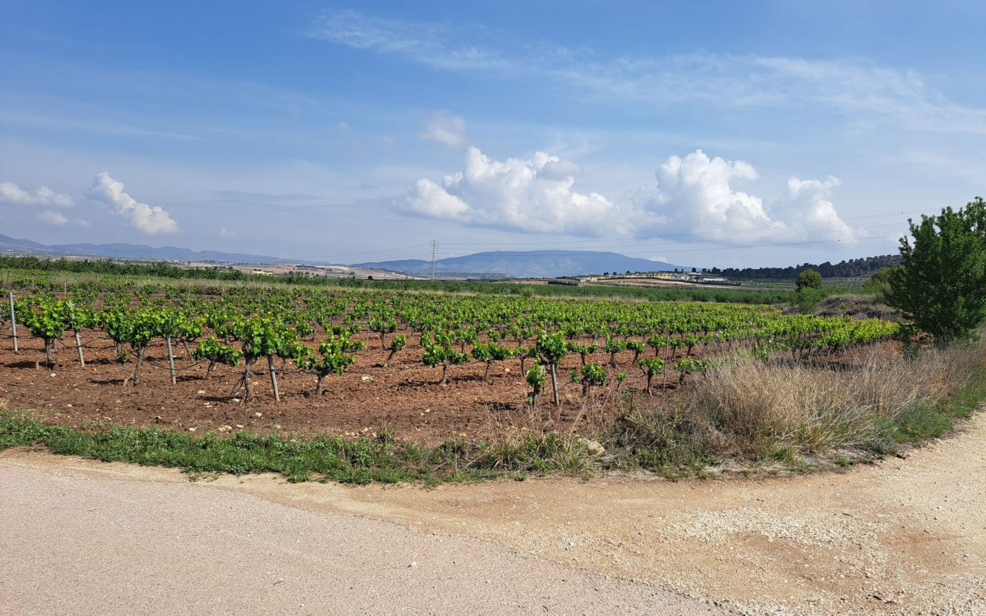 Land In Pinoso, Spain (17.568 M² Plot)
