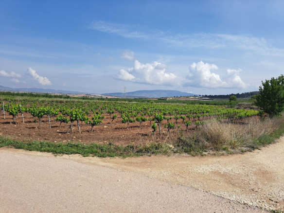 Land In Pinoso, Spain (17.568 M² Plot)